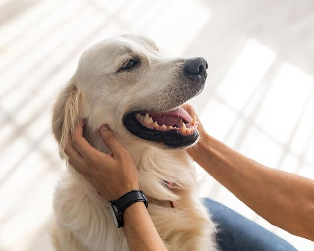 Golden retriever con la piel calmada y el pelaje sano recibiendo caricias
