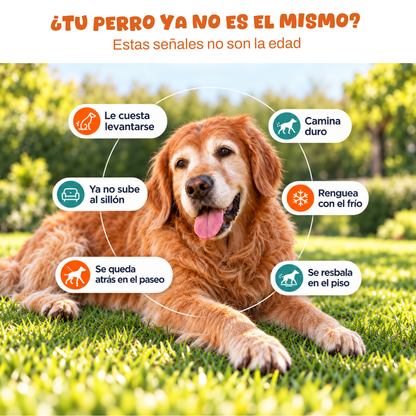Flex Can - Osteoarticular perros