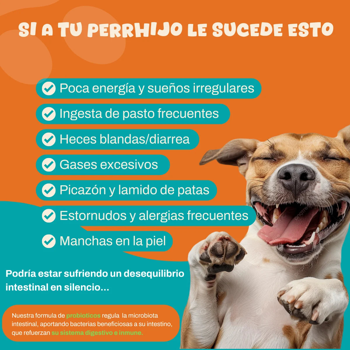 Probioticos para perros | Fortalecé la salud de tu perrhijo desde adentro