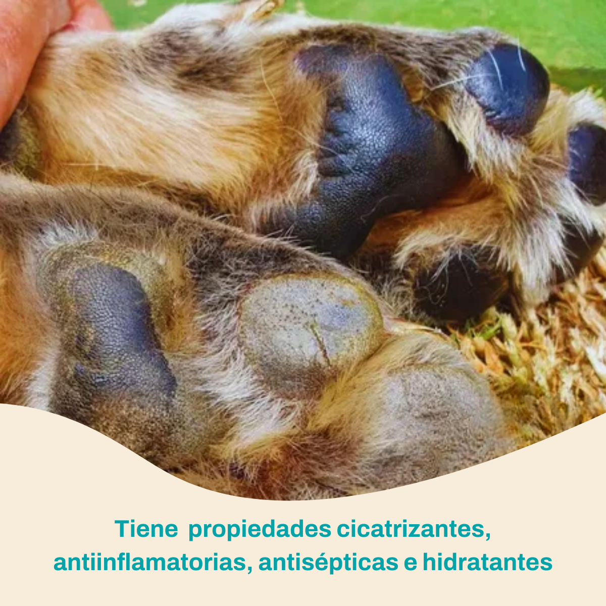 Balsamo para patas y hocico